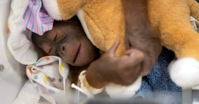 Critically endangered Bornean orangutan born via rare c-section: "Milestone in orangutan conservation"