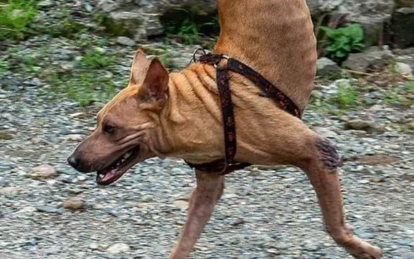 The Remarkable Journey of a Two-Legged Dog: A Tale of Perseverance and ...