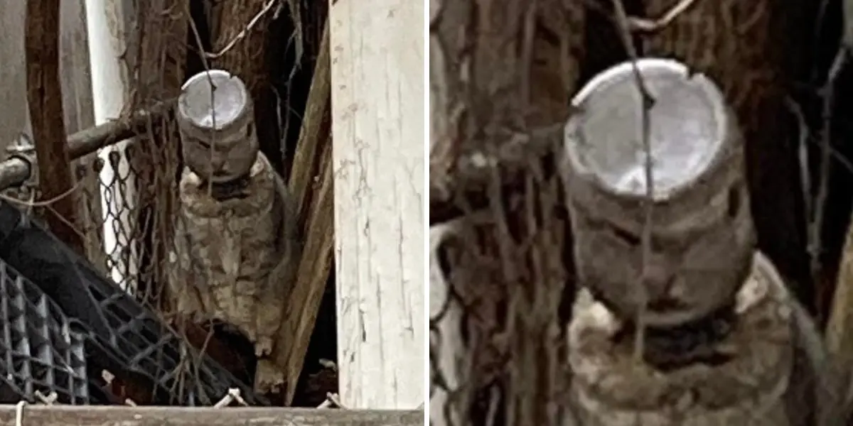 Nervous Cat With Head Stuck In Jar Leads Neighbors On Days-Long Rescue Mission