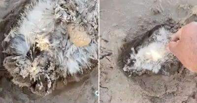 Animal Lover rescues helpless creature fighting for life in the mud
