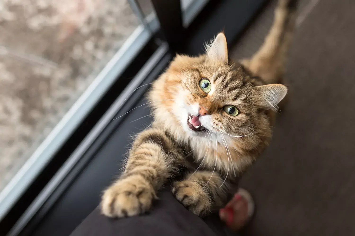 cat stretching up on woman's legs