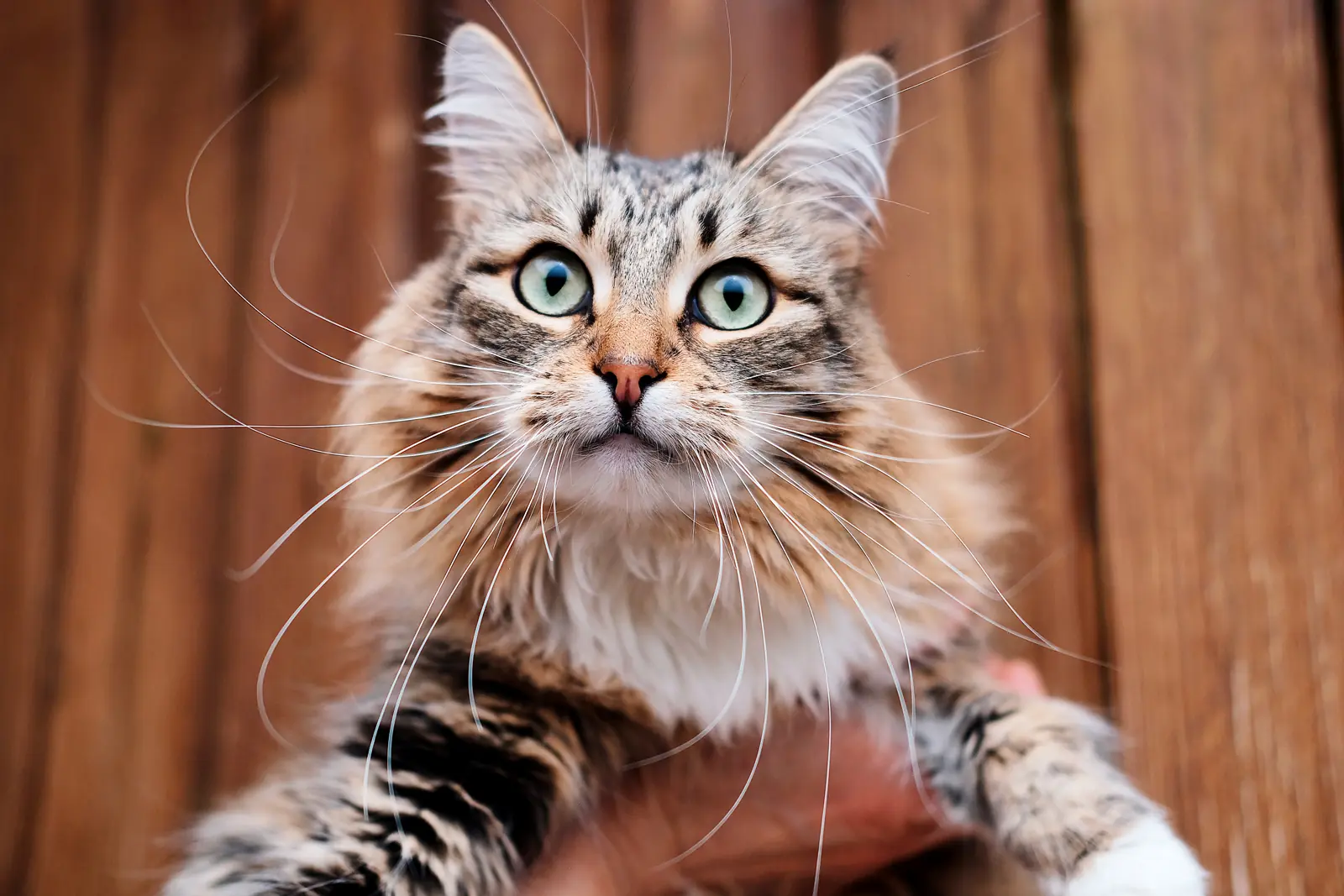 How to tell if your cat is actually happy, explained by a feline body  language expert - BBC Science Focus Magazine