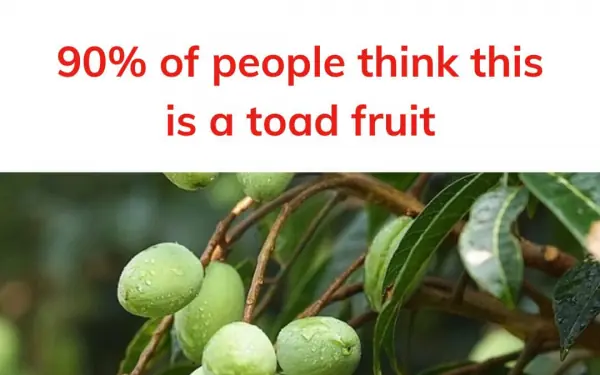 It is this fruit ?: