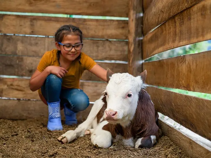 Cow Hugging: Yes it's a Thing | Psych Central
