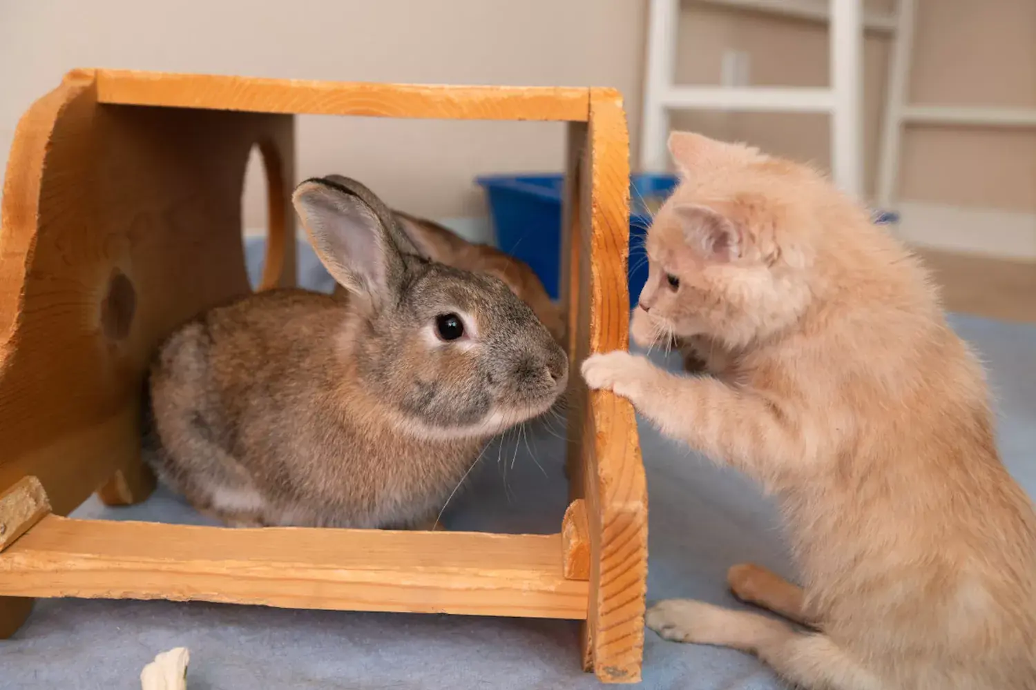 an orange kitten looks at a brown bunny sitting in a wooden enclosure