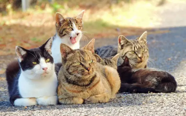 What's a Clowder? Not a Soup, But a Group of Cats