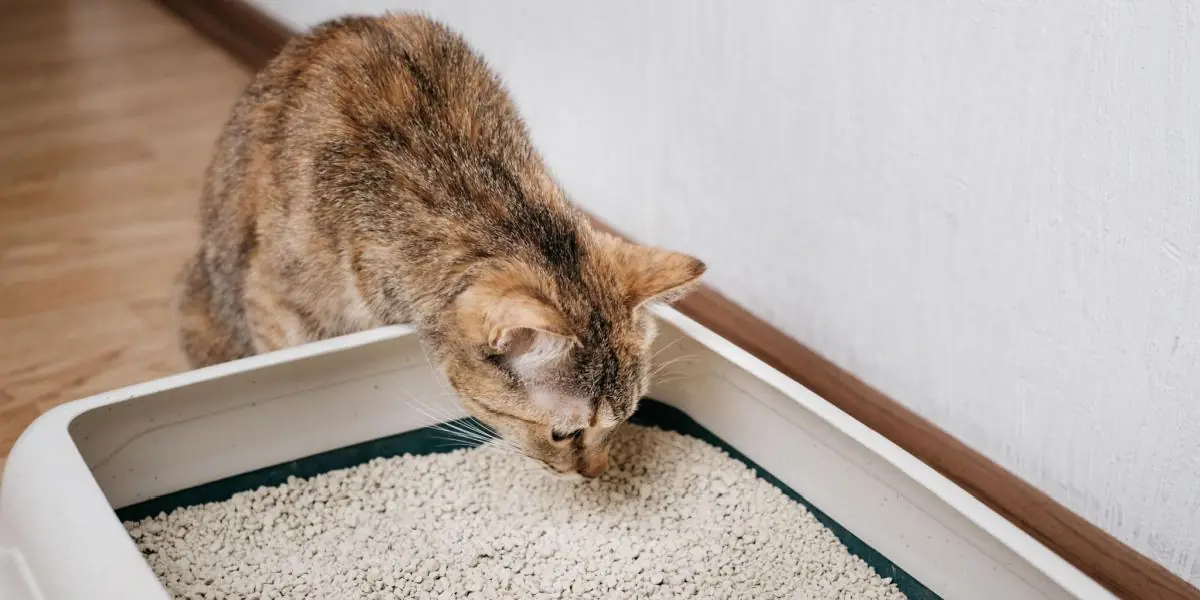 How Do Cats Know To Use a Litter Box? (A Veterinarian Explains.) - Cats.com