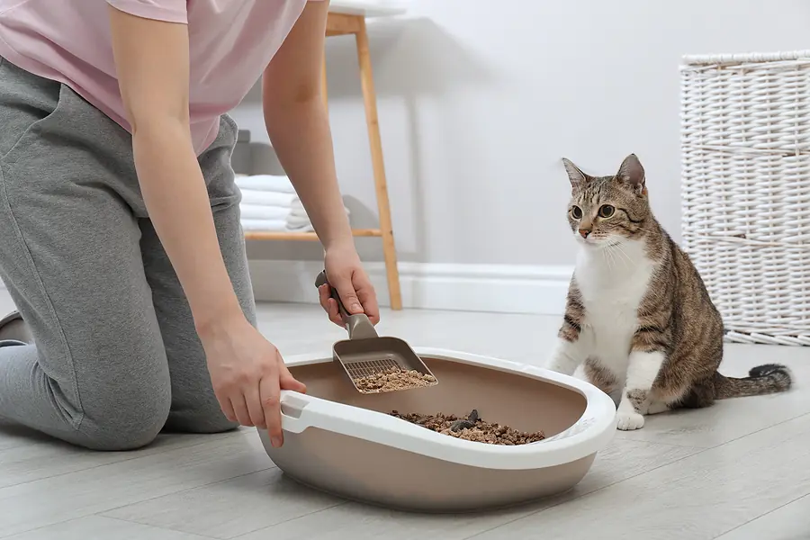 Quirks to Communication: Weird and Wonderful Reasons Behind Your Cat's  Litter Box Behaviors | Fear Free Happy Homes