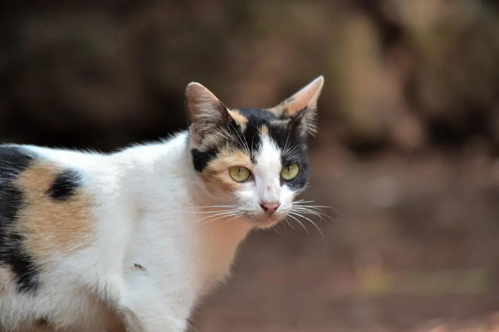 Feral Cat Wikipedia, 47% OFF | www.oceanproperty.co.th