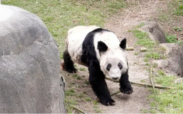 Yaya's New Chapter: The Panda's Journey from an American Zoo to Her Homeland