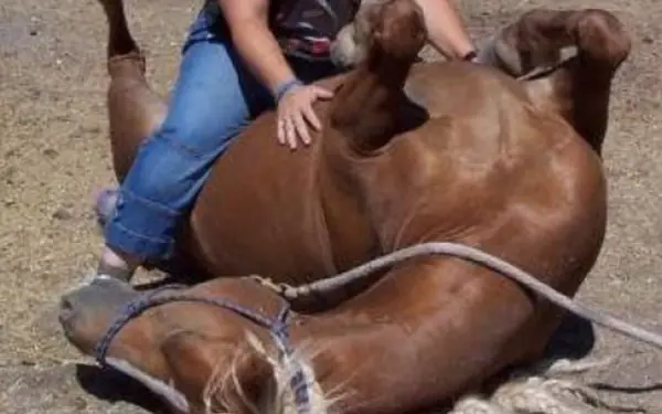 A Reflection on Respect and Understanding: The Story of a Girl and Her Horse