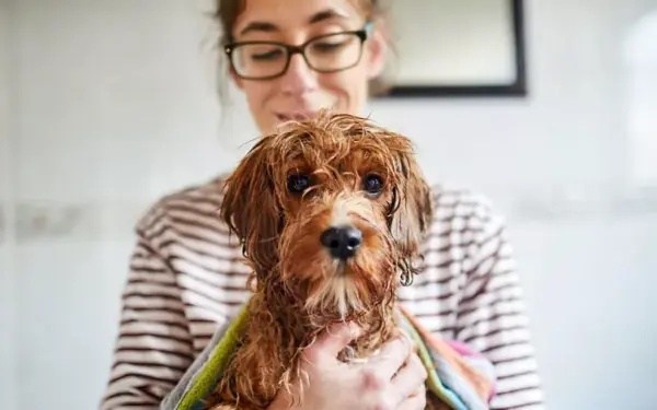 How to Properly Bathe a Dog, According to a Professional Groomer