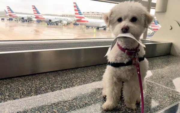 How Much Does It Cost To Fly With Your Dog on a Plane?