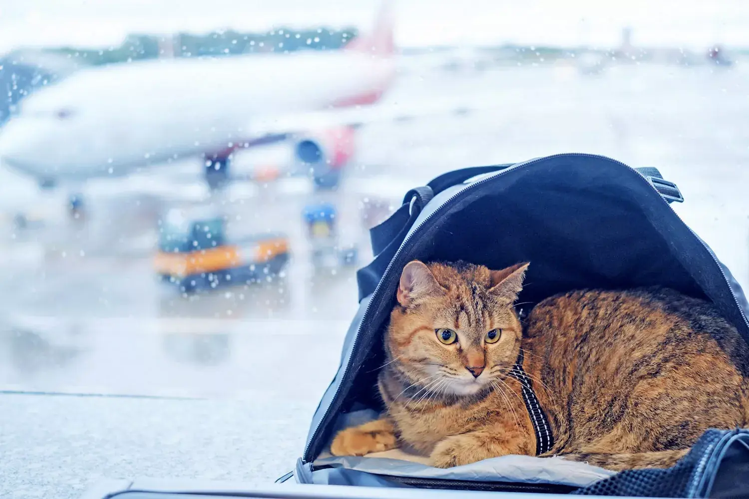 A Complete Guide to Flying With Your Cat on a Plane