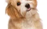Why Are Puppy Dog Eyes So Cute?