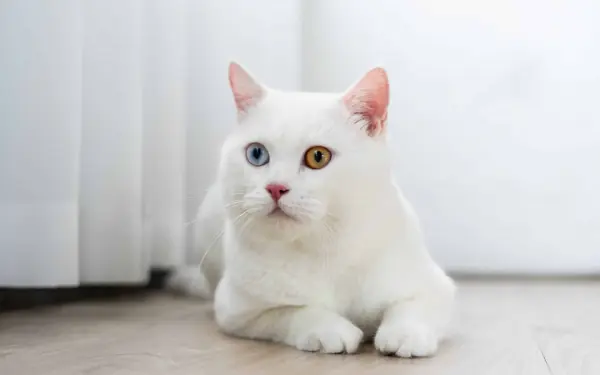 15 White Cat Breeds You Should Know About