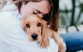 How to Safely Rehome a Dog