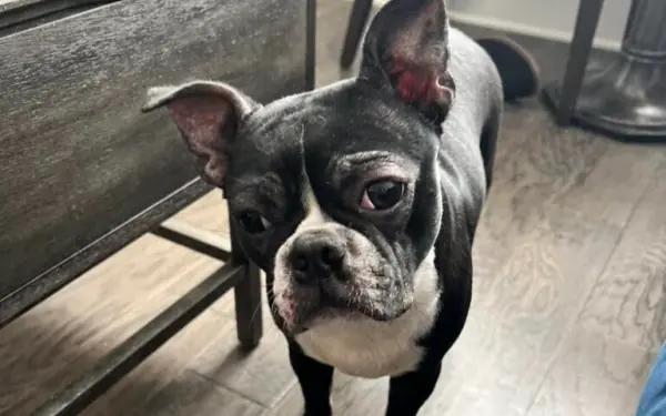 Man was heartbroken after emotional support dog disappeared — months later, he gets good news