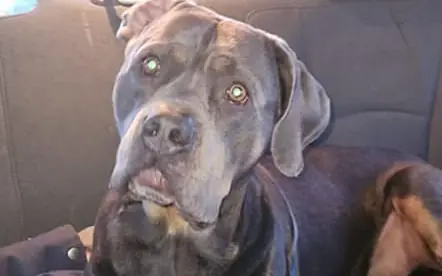 Firefighters rescue dog struggling for life in frozen lake — help save his life