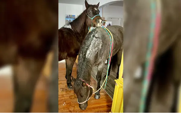 Woman brings her horses inside house to keep them safe from freezing weather