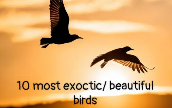 Top 10 exotic birds!