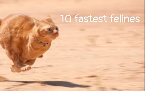 Top 10 fastest feline!