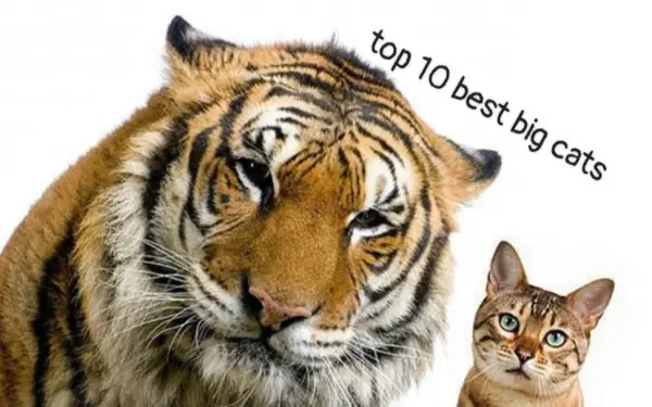 10 most beatiful wild felines!