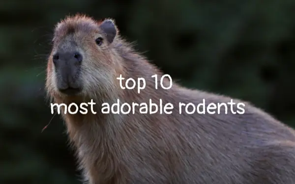 10 most adorable rodents!