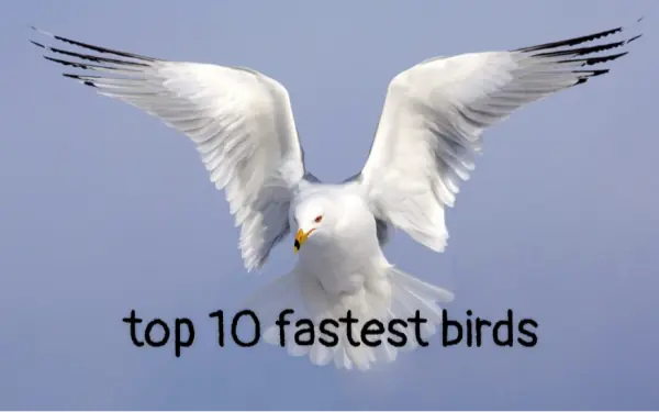 Top 10 birds with the fastest flying speed!