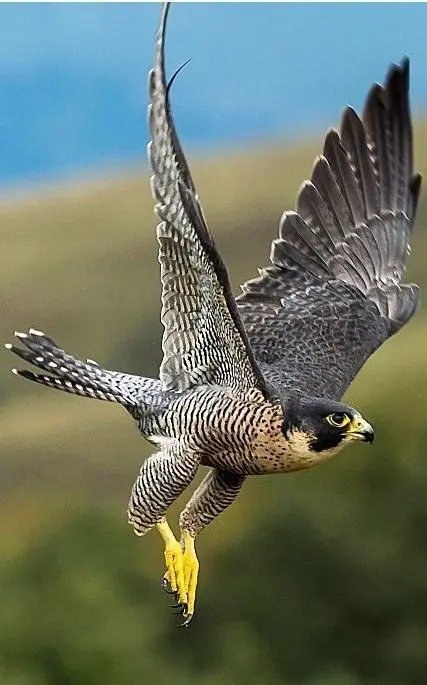 Top 10 Birds With The Fastest Flying Speed top-10-birds-with-the-fastest-flying-speed
