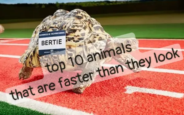 10 animal that are faster than they look!