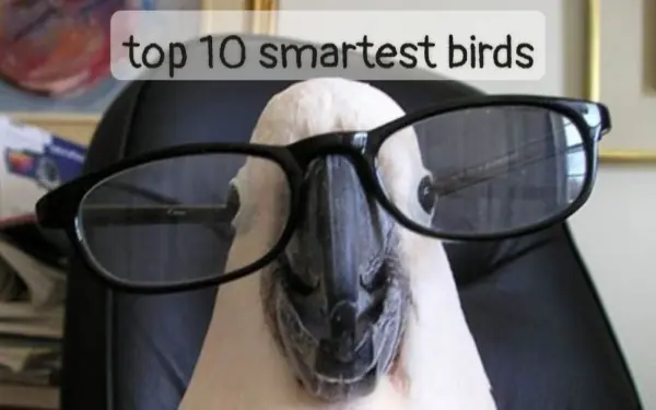 Top 10 surprisingly birds with high IQ