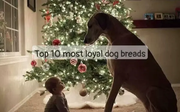 Top 10 most loyal K-9 companion
