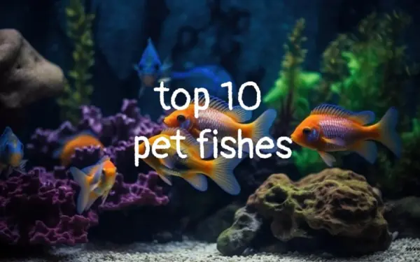 Top 10 pet fishes