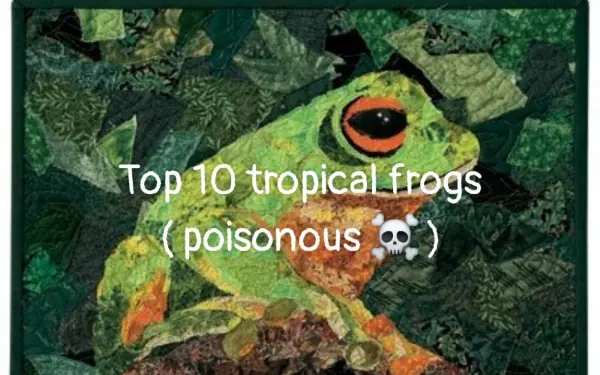 Top 10 tropical frogs.