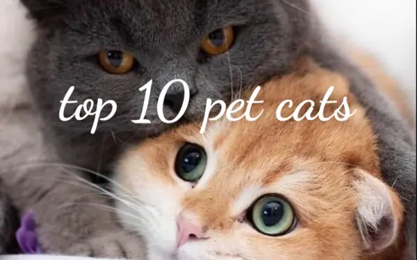 Top 10 pet cats.