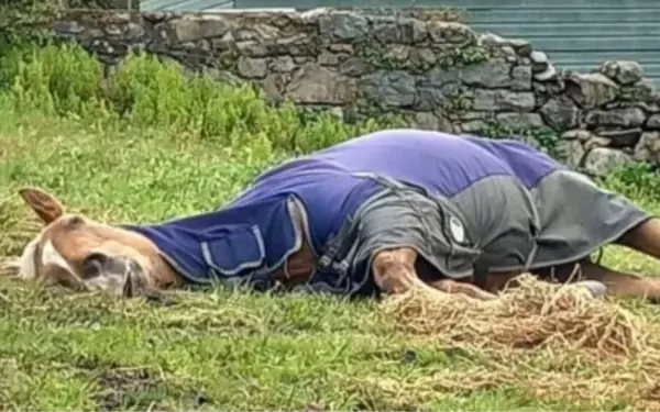 “Incredibly lazy” horse named Custard naps so much that people think he’s dead, owner writes in hilarious viral post
