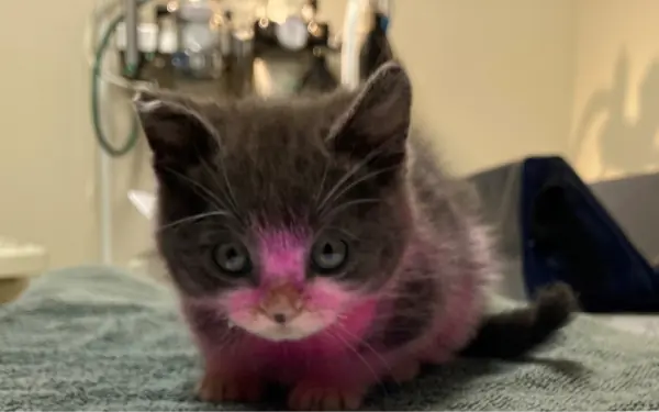 Kitten dyed pink, cleaned with household cleaner now recovering — owner charged in cruelty case