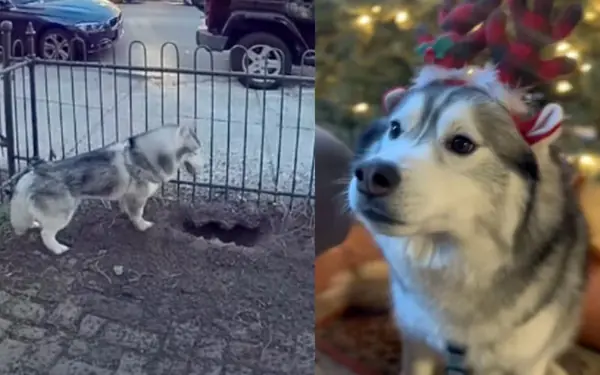 Husky dog kept digging a hole in the yard — owner investigates and makes a life-saving discovery