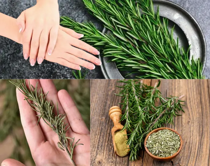 6 Effects of rosemary not everyone knows