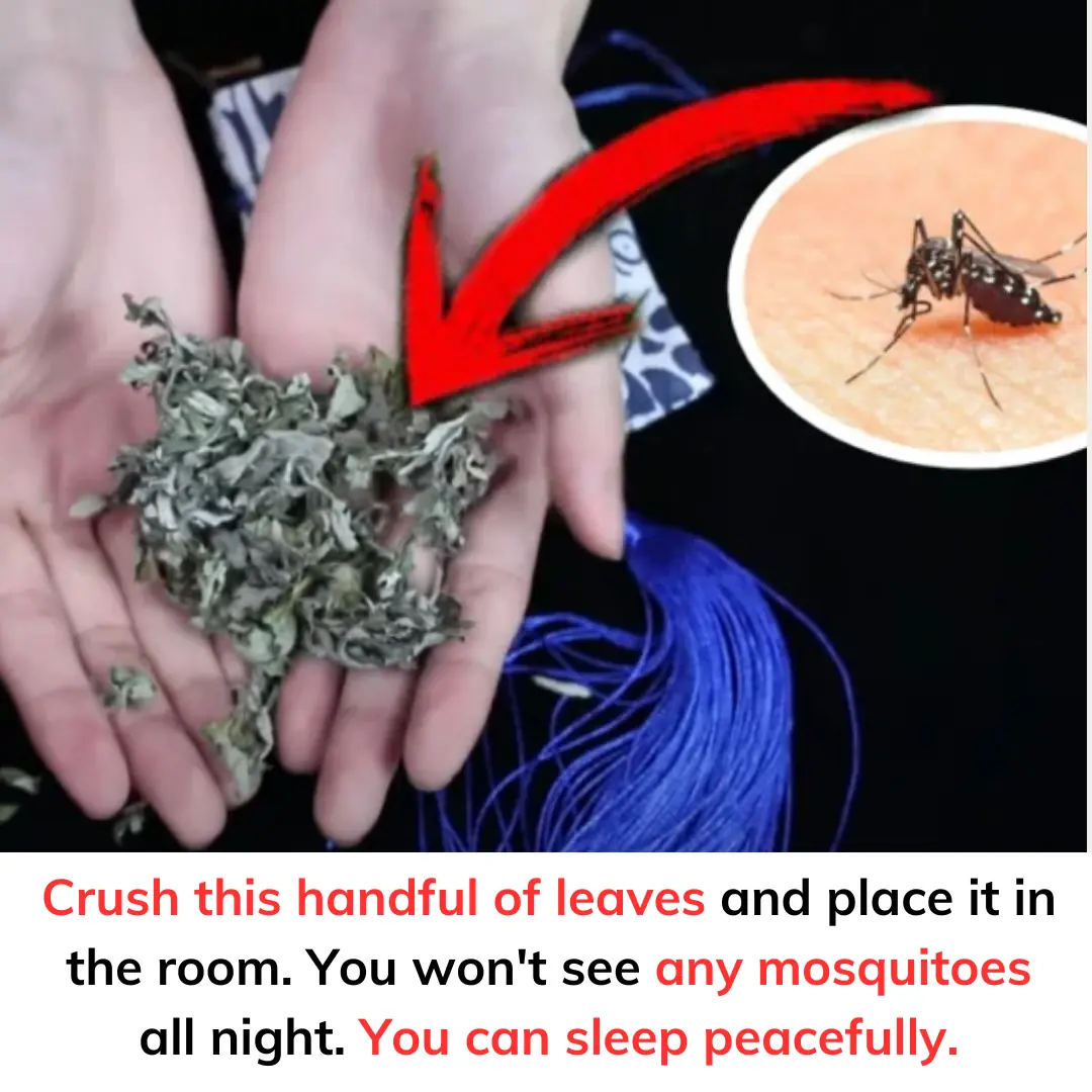 Crush this handful of leaves and place it in the room.