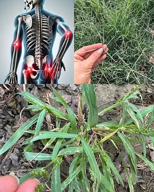The plant you see in the picture is one of the most miraculous plants in the world