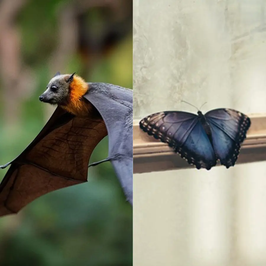 If these 4 animals fly into your house, it is a good omen signaling abundant fortune