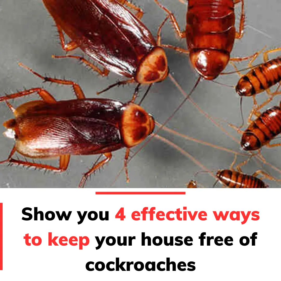 Show you 4 effective ways to keep your house free of cockroaches