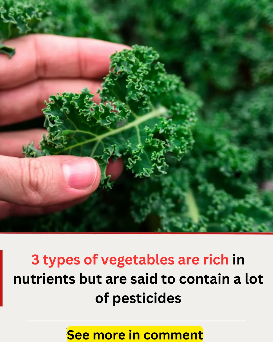 3 types of vegetables are rich in nutrients but are said to contain a lot of pesticides