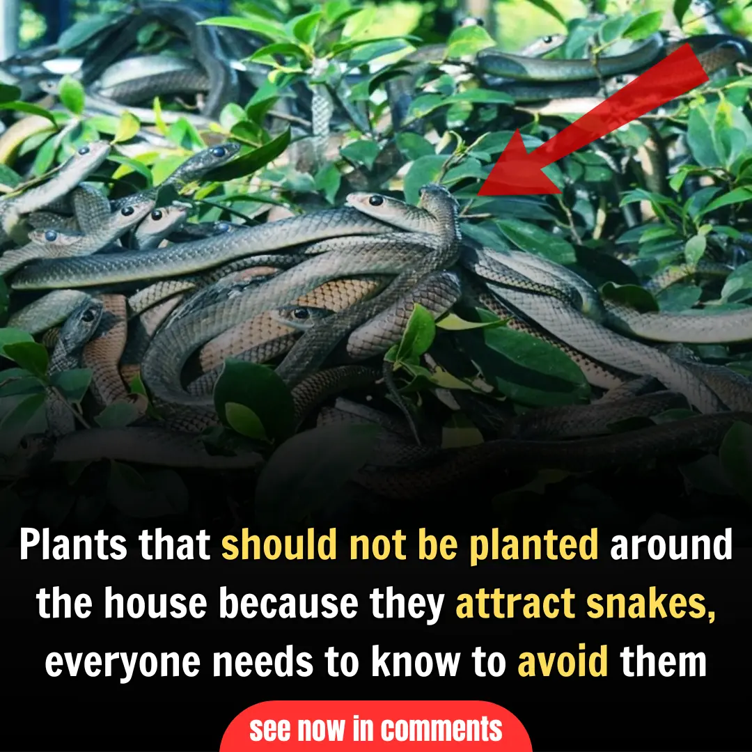 Plants that should not be planted around the house