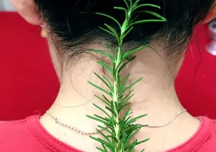 Put Rosemary on the Back of Your Neck