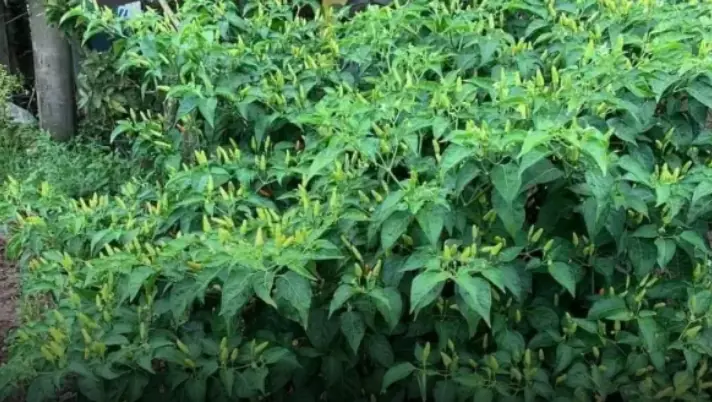 The Surprising Health Benefits of Bird’s Eye Chili