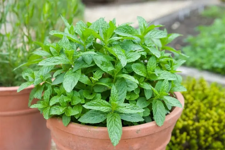Which Plants Effectively and Safely Repel Mosquitoes?
