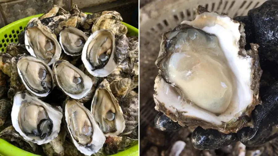 Oysters: A Nutrient-Rich Food, But 6 Groups Should Avoid Them